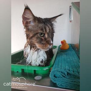Maine Coon Katze im Bad
